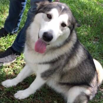 Rescue Alaskan Malamute Dogs for Adoption in Saint George, Vermont - Amina | PetCurious