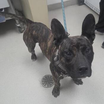 Jeff -  Terrier Dog for Adoption in Brentwood, Missouri - Jeff | PetCurious