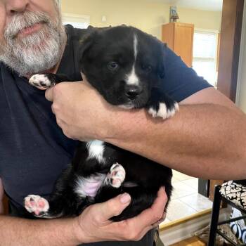 Catahoula Leopard Dog and Siberian Husky Dogs Available for Adoption in Huntsville, Alabama - Echo | PetCurious