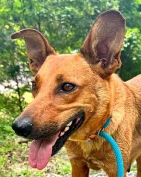 Jade -  Shepherd and Mixed Breed Dog for Adoption in Morristown, New Jersey - Jade | PetCurious