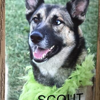 Scout -  German Shepherd Dog Dog for Adoption in Hutchinson, Kansas - Scout | PetCurious