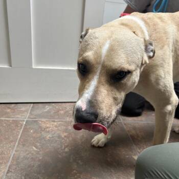 Pit Bull Terrier Dogs Available for Adoption in Ojai, California - Squeaky Shrimp | PetCurious