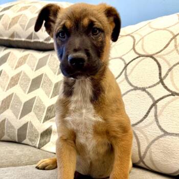 Clorox -  Mixed Breed Dog for Adoption in Park City, Utah - Clorox | PetCurious