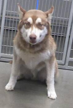 Bear/39083356 -  Husky Dog for Adoption in Elko, Nevada - Bear/39083356 | PetCurious