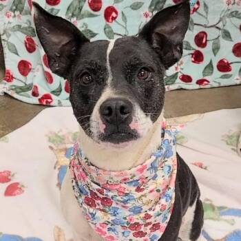 Pit Bull Terrier Dogs Available for Adoption in Palm Harbor, Florida - Tumble | PetCurious