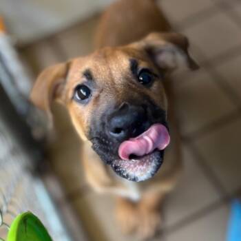 Johnny -  Mixed Breed Dog for Adoption in Westhampton, New York - Johnny | PetCurious