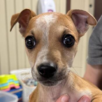 Chihuahua Dogs Available for Adoption in Jacksonville, Arkansas - Bambi | PetCurious