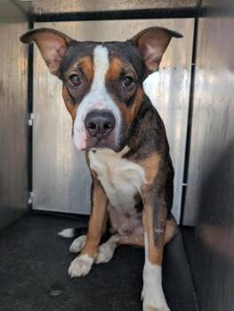 VANDIDO -  American Staffordshire Terrier Dog for Adoption in San Antonio, Texas - VANDIDO | PetCurious