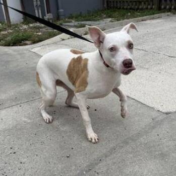 CHARMELEON -  Mixed Breed Dog for Adoption in Fernandina Beach, Florida - CHARMELEON | PetCurious