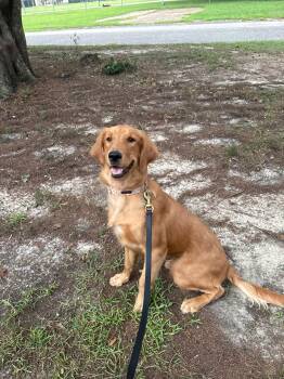Rosie. (Loves everyone) -  Golden Retriever Dog for Adoption in Mobile, Alabama - Rosie. (Loves Everyone) | PetCurious