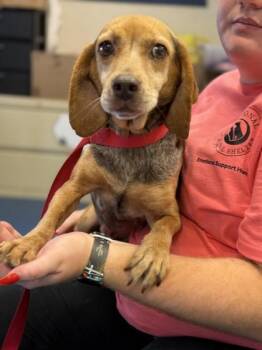 Wiggly -  Beagle and Mixed Breed Dog for Adoption in King William, Virginia - Wiggly | PetCurious