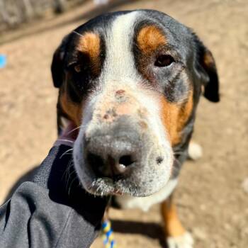 Greater Swiss Mountain Dog Dogs Available for Adoption - Gracie | PetCurious