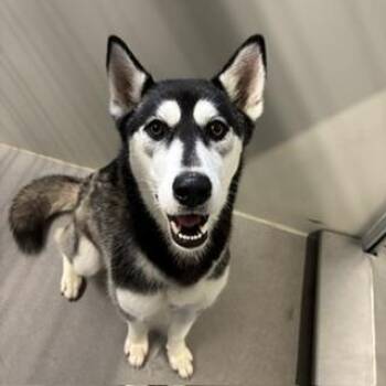 TANDY -  Siberian Husky Dog for Adoption in Modesto, California - TANDY | PetCurious