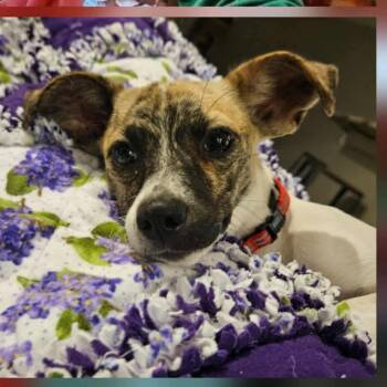 Rescue Chihuahua and Mixed Breed Dogs for Adoption in Venice, Florida - Pippi | PetCurious