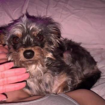 Vin Diesel -  Yorkshire Terrier Dog for Adoption in Aberdeen, North Carolina - Vin Diesel | PetCurious