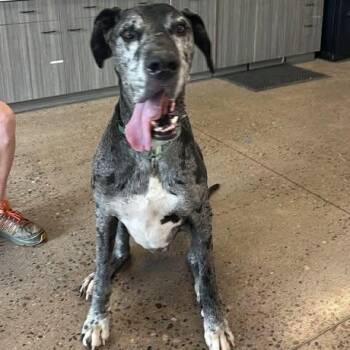 Great Dane Dogs Available for Adoption - Heath | PetCurious