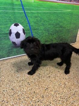 LA-LA -  Schnauzer Dog for Adoption in Doral, Florida - LA-LA | PetCurious