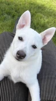 Lobo -  American Eskimo Dog Dog for Adoption in Kansas City, Kansas - Lobo | PetCurious