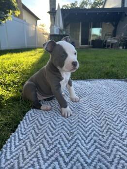 Yahtzee -  Mixed Breed Dog for Adoption - Yahtzee | PetCurious