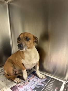 Junior -  Chihuahua and Dachshund Dog for Adoption in Thousand Oaks, California - Junior | PetCurious