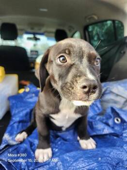 PINNEAPLE -  American Staffordshire Terrier Dog for Adoption in San Antonio, Texas - PINNEAPLE | PetCurious