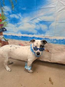 Banjo -  Mixed Breed Dog for Adoption in Fort Collins, Colorado - Banjo | PetCurious