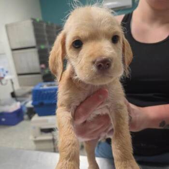 Xaelos -  Chihuahua and Mixed Breed Dog for Adoption in Fredericksburg, Virginia - Xaelos | PetCurious