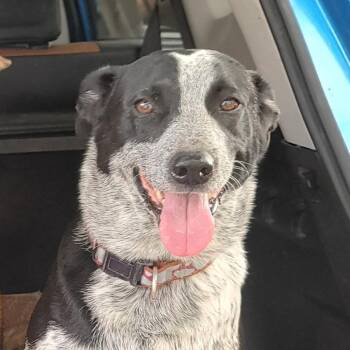 Australian Cattle Dog Blue Heeler and Pointer Dogs Available for Adoption in Houston, Texas - Xanadu | PetCurious