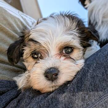 Cow -  Maltese and Miniature Schnauzer Dog Available for Adoption in Fort Collins, Colorado - Cow | PetCurious