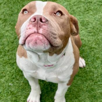 Miss Piggy -  Pit Bull Terrier Dog Available for Adoption in Matteson, Illinois - Miss Piggy | PetCurious