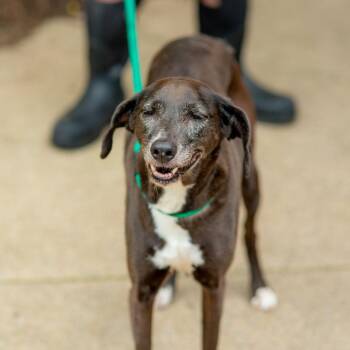 Gigi -  Whippet and Black Labrador Retriever Dog for Adoption in Chester Springs, Pennsylvania - Gigi | PetCurious