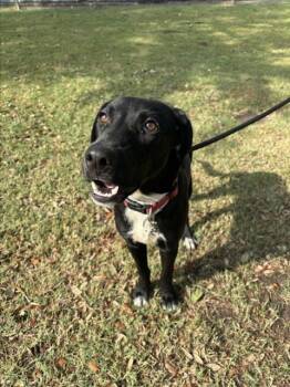 Rescue Labrador Retriever and Mixed Breed Dogs for Adoption in Texas City, Texas - AQUA | PetCurious