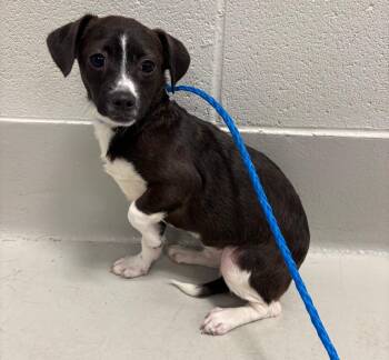 Chihuahua and Rat Terrier Dogs Available for Adoption - Tai | PetCurious