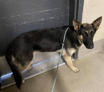 German Shepherd Dog Dogs Available for Adoption in Modesto, California - A610126 | PetCurious
