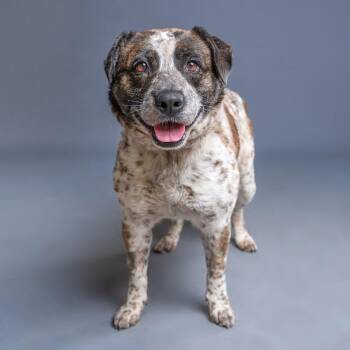 Australian Shepherd Dogs Available for Adoption - Raya | PetCurious