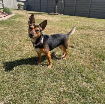 Dachshund and Cattle Dog Dogs Available for Adoption in Friendswood, Texas - Meghan Markle The Little Royal Duchess | PetCurious