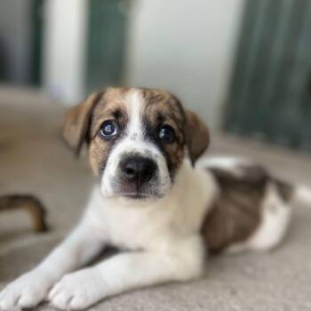 Mixed Breed Dogs Available for Adoption in Vaughan, Ontario - Daphnie | PetCurious