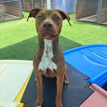 Jason Statham -  Pit Bull Terrier Dog for Adoption in Martinez, California - Jason Statham | PetCurious