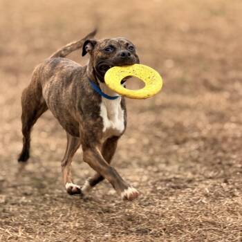 Mixed Breed Dogs Available for Adoption - Wetzel | PetCurious