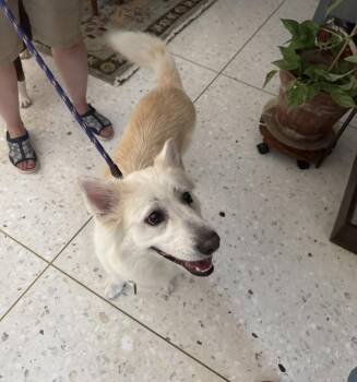 26-064 Honeydew -  American Eskimo Dog and Corgi Dog for Adoption in Richardson, Texas - 26-064 Honeydew | PetCurious
