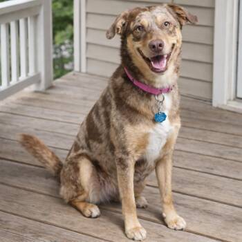 Inzo -  Catahoula Leopard Dog Dog Available for Adoption in Springfield, Missouri - Inzo | PetCurious