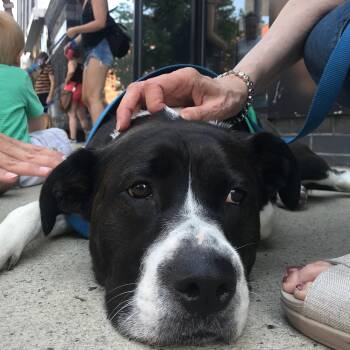 Pit Bull Terrier Dogs Available for Adoption - Justine Biagi | PetCurious