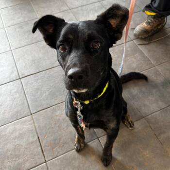 Una -  Black Labrador Retriever and Mixed Breed Dog for Adoption in Clavet, Saskatchewan - Una | PetCurious