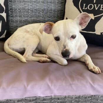 Coco -  Chihuahua and Terrier Dog for Adoption in Escondido, California - Coco | PetCurious