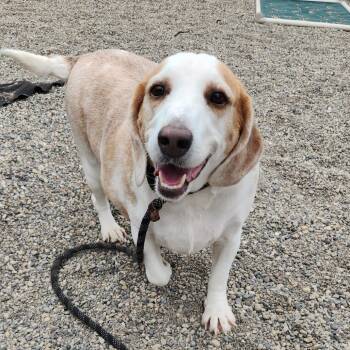 Beagle Dogs Available for Adoption in Fort Wayne, Indiana - Buck | PetCurious
