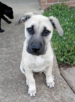 Labrador Retriever and Boxer Dogs Available for Adoption in Andover, Massachusetts - Maddie Lively | PetCurious