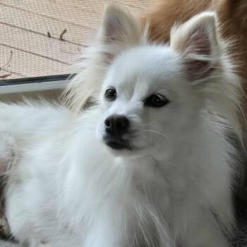 Rescue Pomeranian Dogs for Adoption in Brockport, New York - Strudel | PetCurious