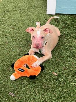 Pit Bull Terrier Dogs Available for Adoption in Austin, Texas - Noah The Blue Eyed Baby | PetCurious