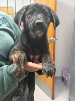 Lucy -  Shepherd Dog for Adoption in Sorrento, Louisiana - Lucy | PetCurious