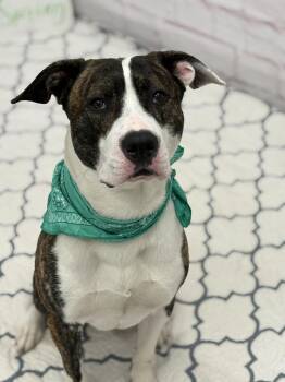 Mixed Breed Dogs Available for Adoption in Detroit, Michigan - Ferrero | PetCurious